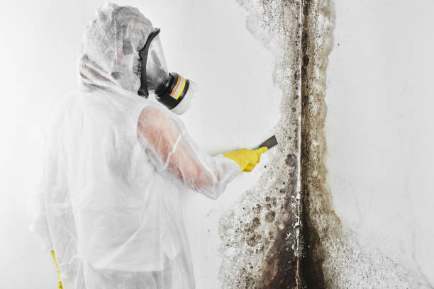 Mold Removal Process in Alamo, TX