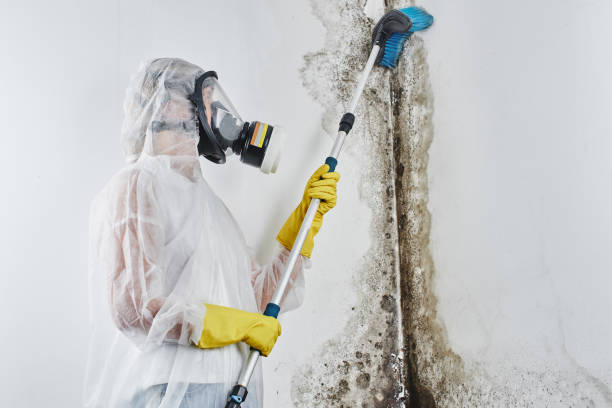 Best Attic Mold Removal  in Alamo, TX