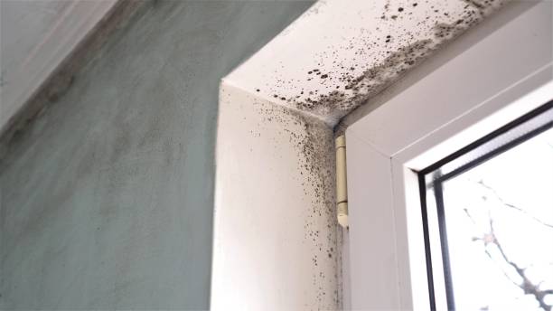 Best Residential Mold Removal  in Alamo, TX