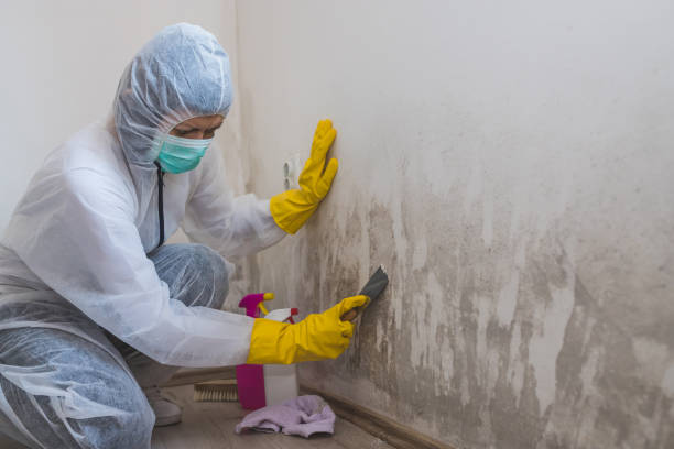 Alamo, TX Mold Removal Company