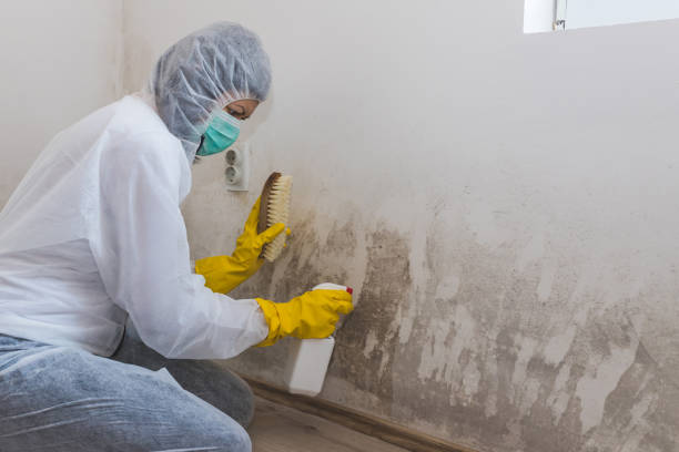 Best Office Mold Removal Services  in Alamo, TX