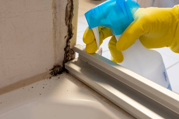 Best Emergency Mold Removal  in Alamo, TX