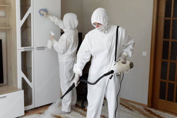 Best Mold Removal Process  in Alamo, TX