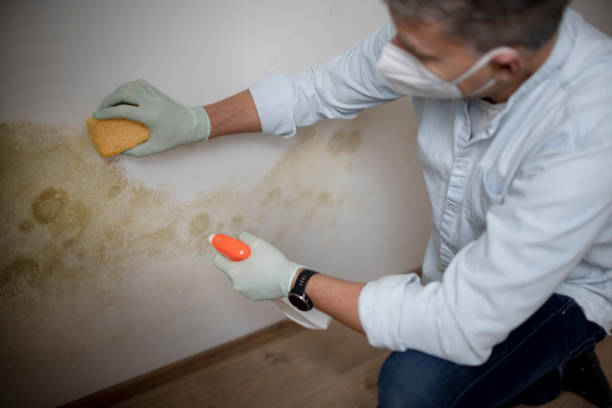 Attic Mold Removal in Alamo, TX