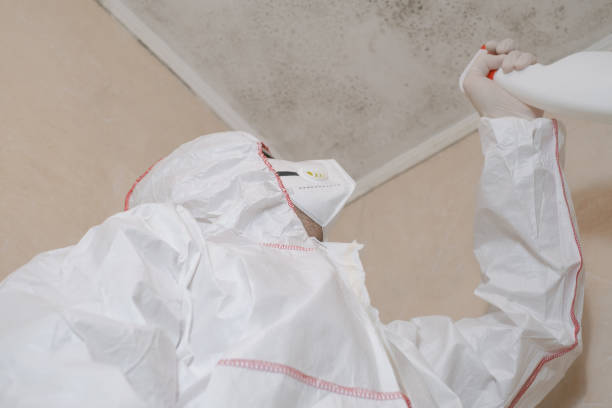 Best Home Mold Removal  in Alamo, TX