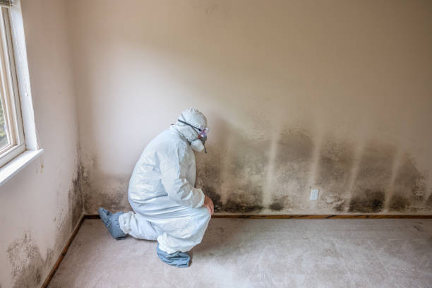 Certified Mold Removal in Alamo, TX