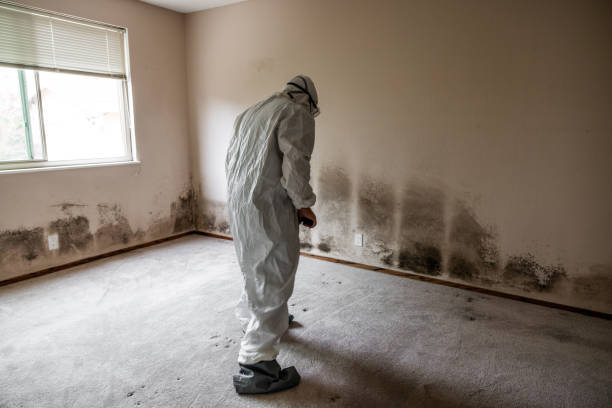 Best Commercial Mold Removal  in Alamo, TX