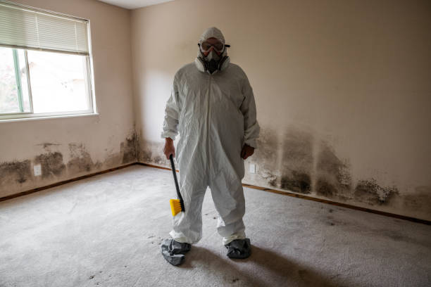 Best Mold Damage Repair  in Alamo, TX