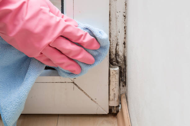 Best Mold Removal Near Me  in Alamo, TX