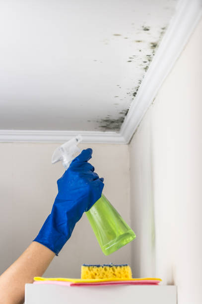 Best Emergency Mold Removal  in Alamo, TX